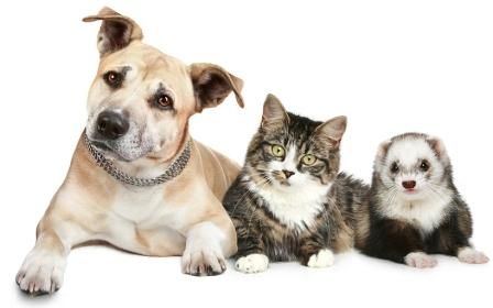 Dog, cat and ferret photo