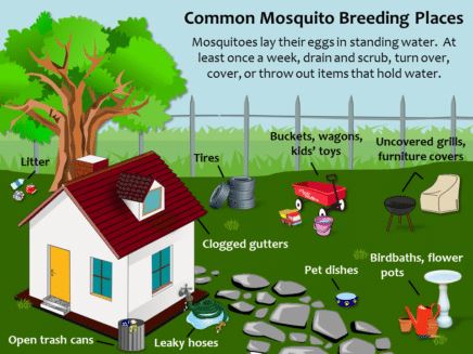 Mosquito-Breeding-Places-Larger-Text-1-436x327 (1)